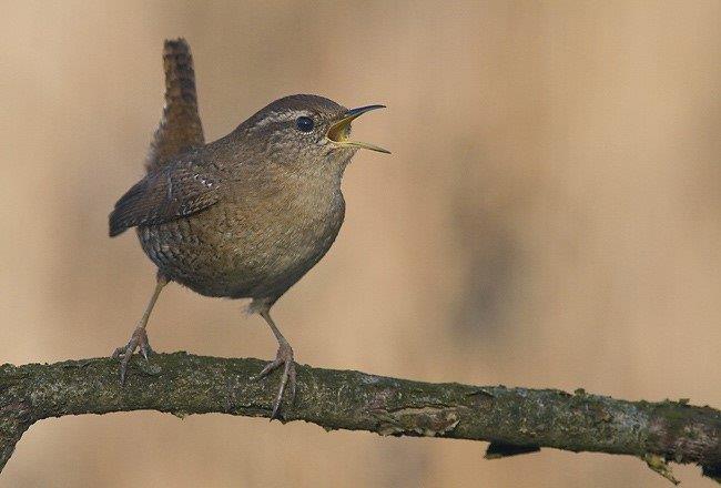 Troglodytes troglodytes